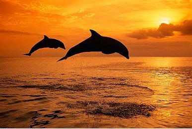 《索尼克：未知边境》联动《怪物猎人》DLC上线 全平台免费领取